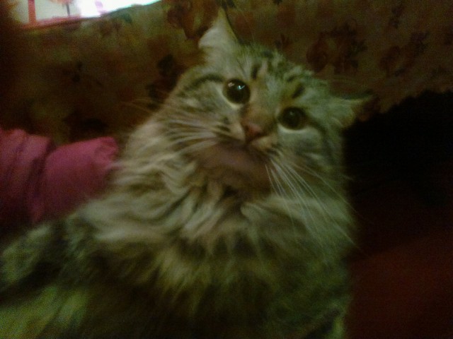 Котовторник 15.12.2015
