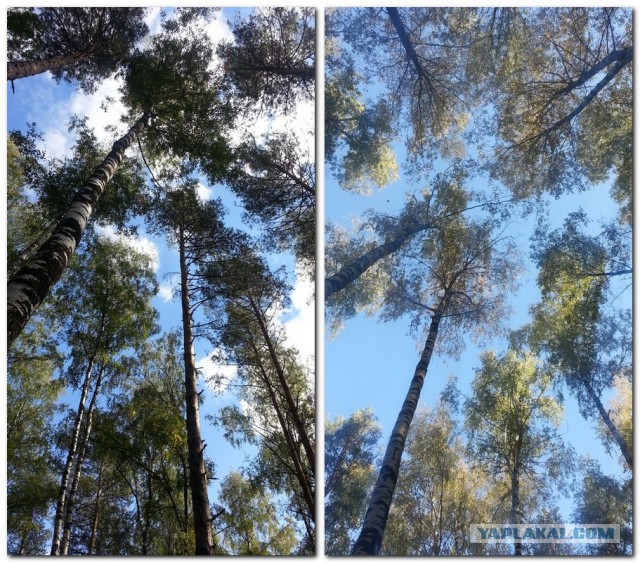 Удивительный мир грибов