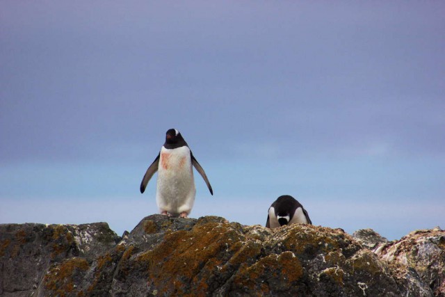 Остров пингвинов