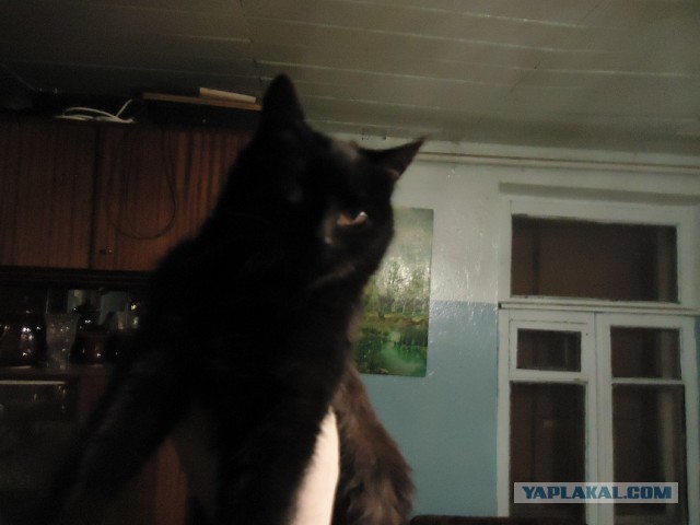 Мой личный котоленд 12