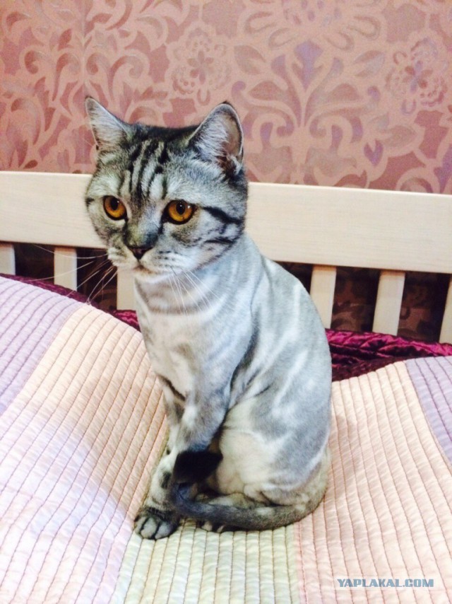 Решил постричь кота перед летом