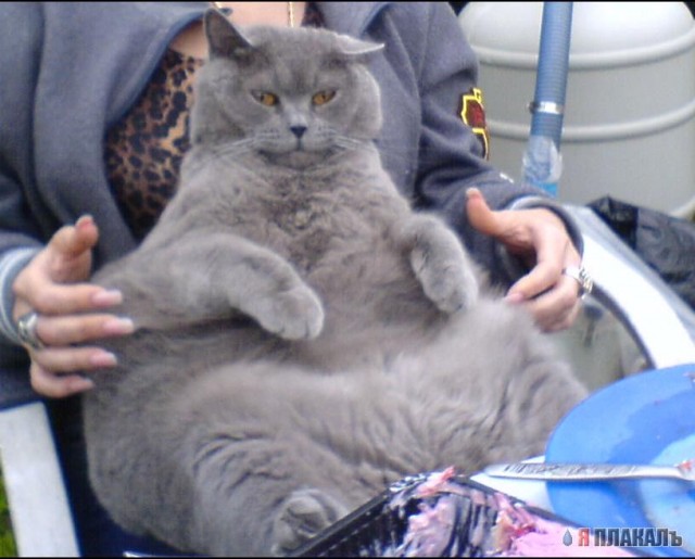 А вот и котовторник!
