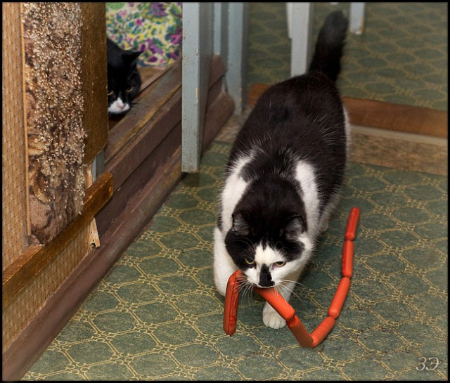 Коты, которые пытались что-то украсть