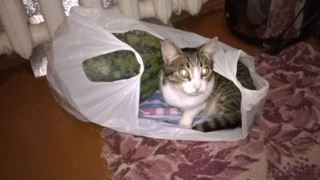 Выглядывающие коты