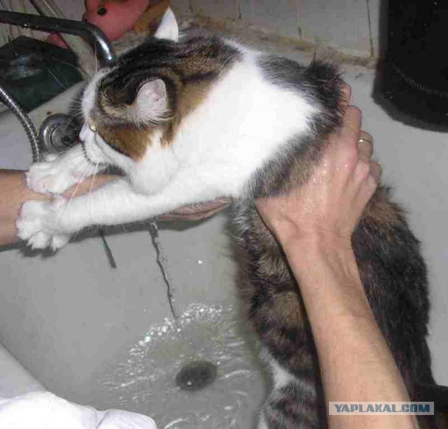 Реакция кота на воду