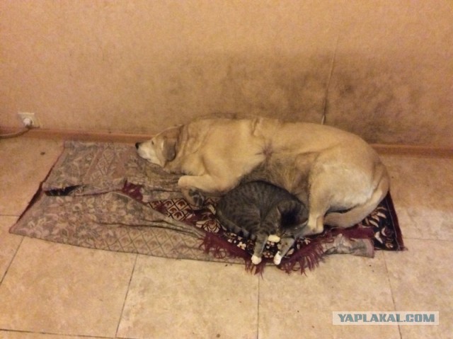 Котовторник 10.01.2017