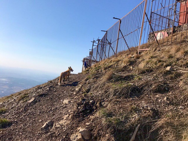 Кот vs. лисы на вершине горы