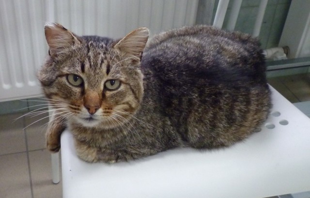 Коты и Кошки