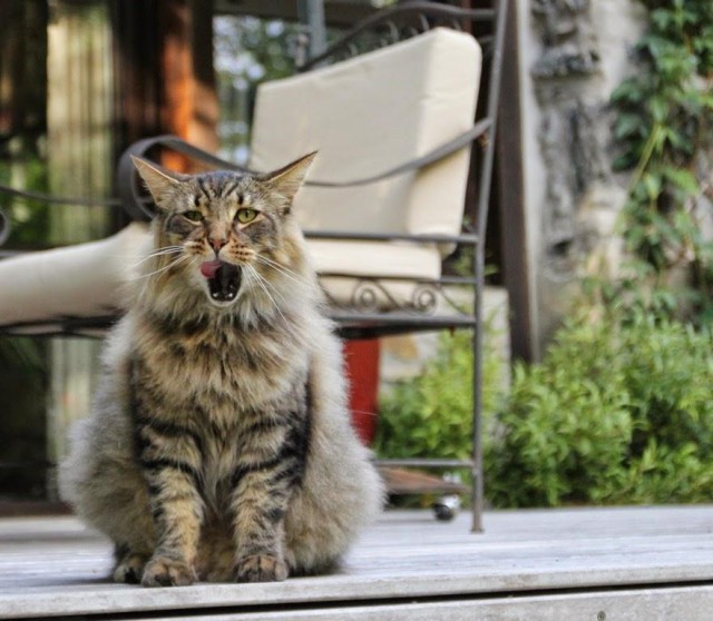 Коты и Кошки