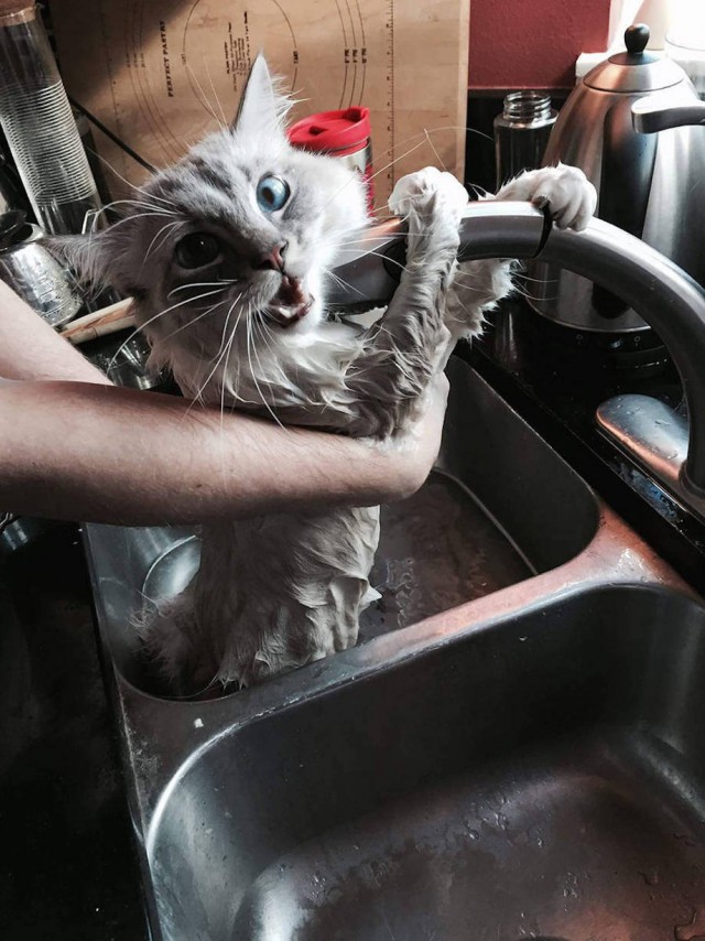 Коты и Кошки