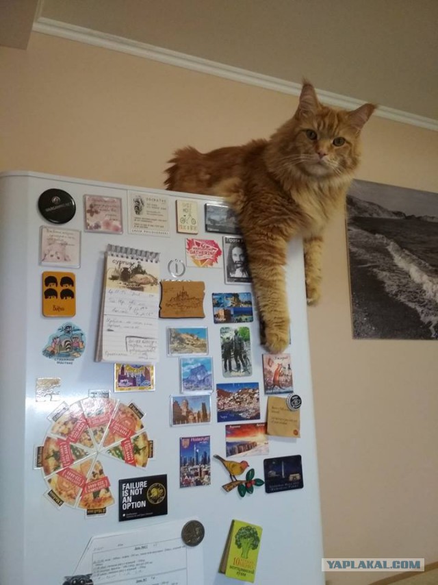 Котовторник 9.01.2018