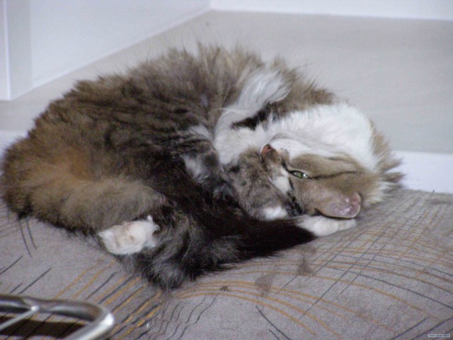 Котовторник на ЯПлакалъ