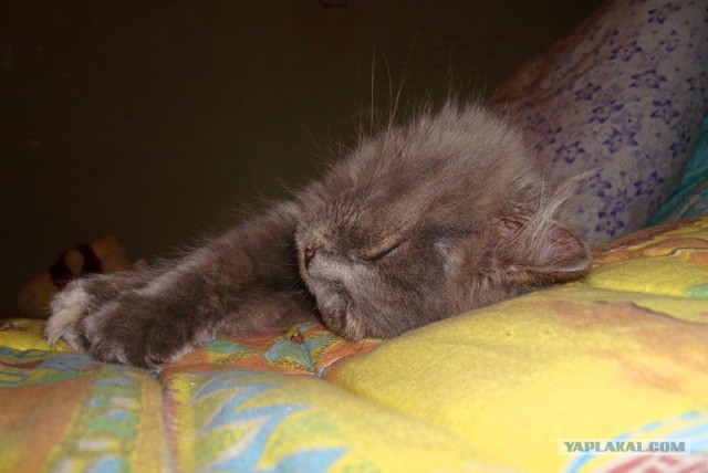 Котовторник на ЯПлакалъ: Кото и кто-то!