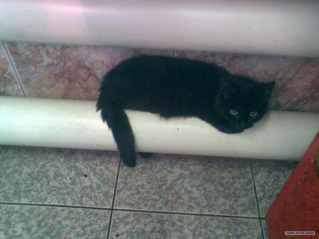 Котовторник (20.01)