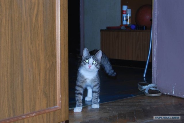 Котовторник!