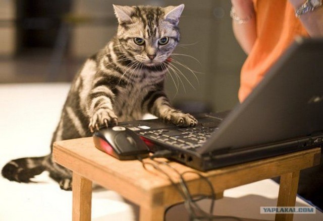 Котовторник объявляется открытым!