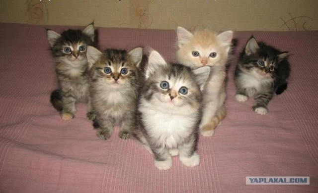 Первый котовторник июля