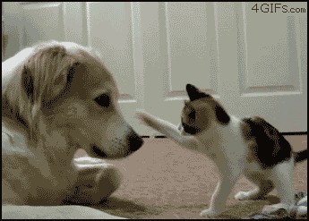 Получи по морде лапой!