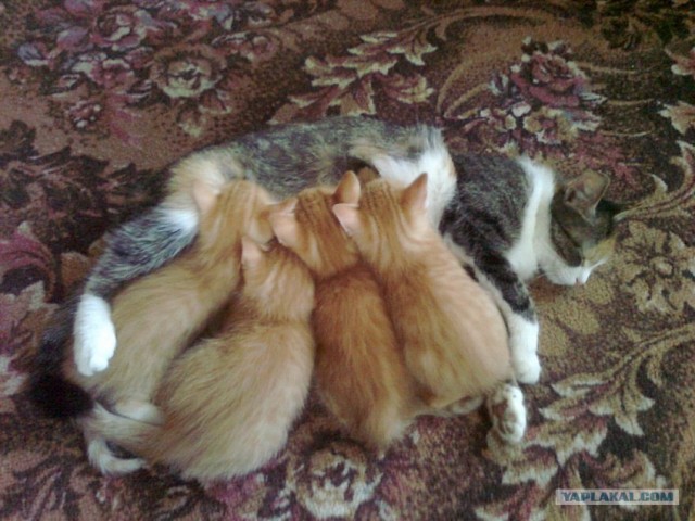 Котовторник  от 3.04.2012