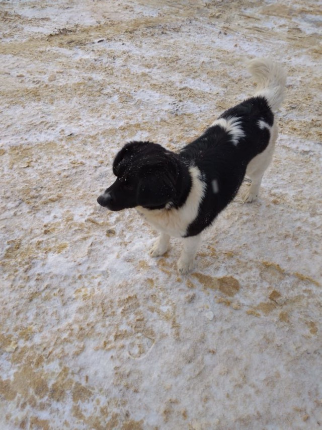 Живность из сети