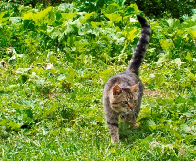 Котовторник 31.07.2012 г.