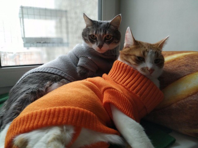 Прикольных котов пост
