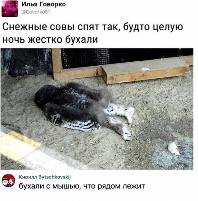Прикольные комментарии и высказывания из Сети