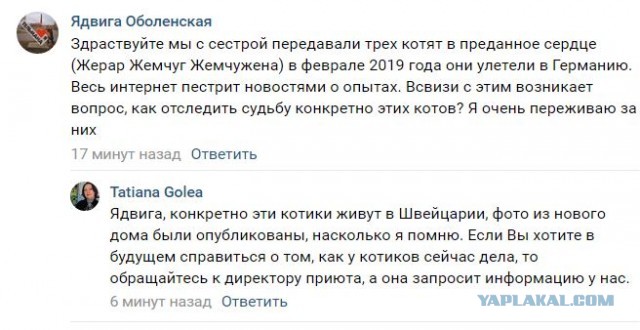 Помогите вернуть кота! Приют "Преданное сердце" украл кота и не отдает!-2