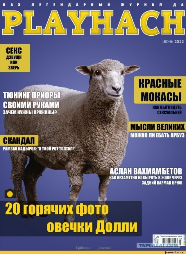 Видели вымытого барашка? Нет? Тогда смотрите!