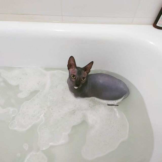 Последние котики января