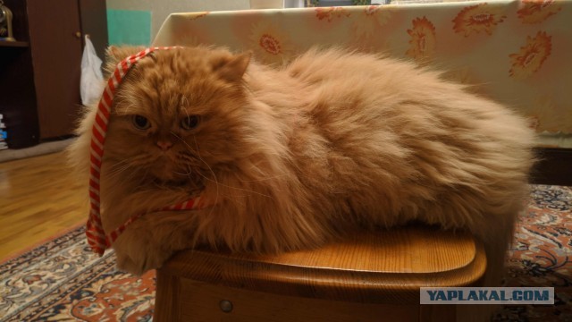 Котовторник же!