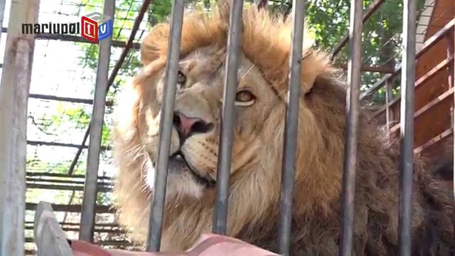 В Мариуполе из разрушенного зоопарка сбежал лев