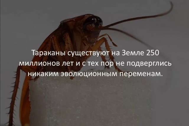 70 удивительных фактов