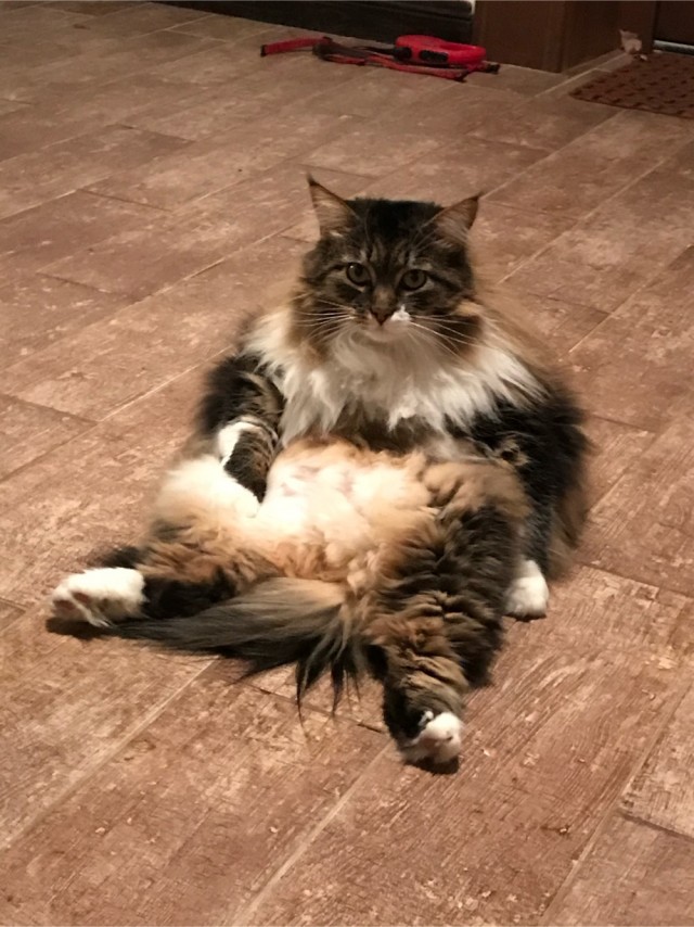 С праздником и котофторником!