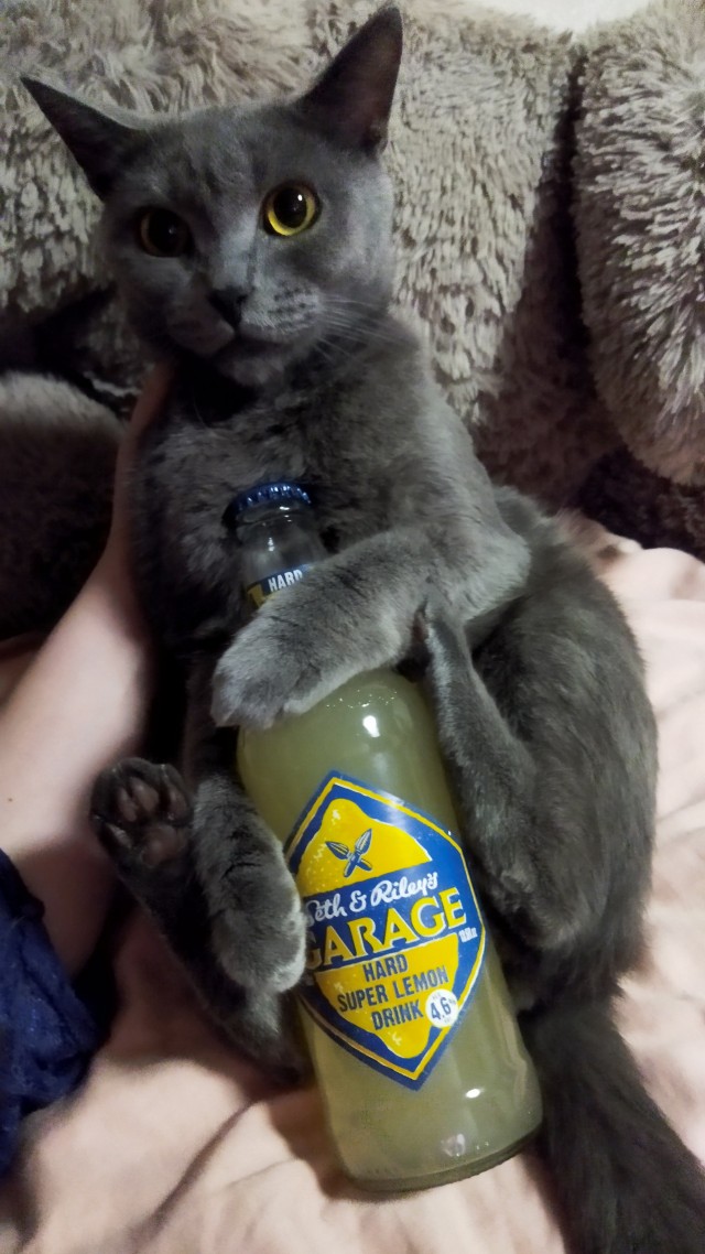 Кот алкоголик горе в семье