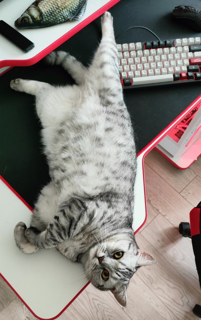 Не только котовторник, а еще и Всемирный день кошек!
