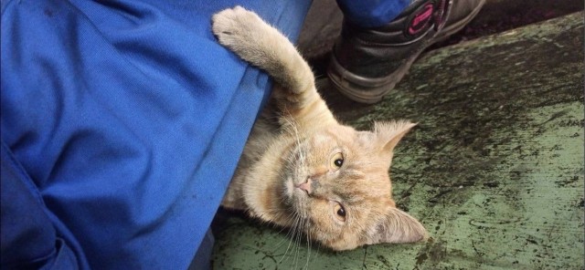 Коты на производстве