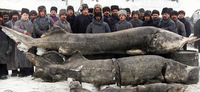 5 метровый осетр из Британской Колумбии возрастом где-то в 100 лет