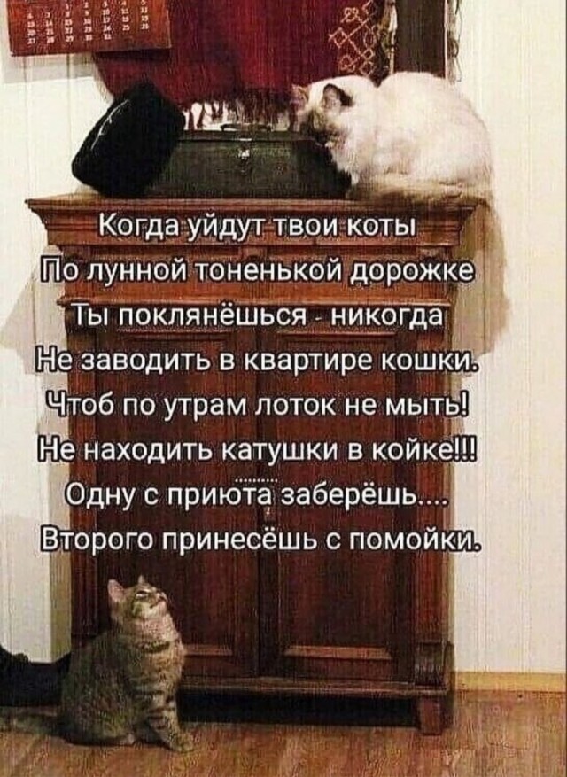 Показывайте кота!