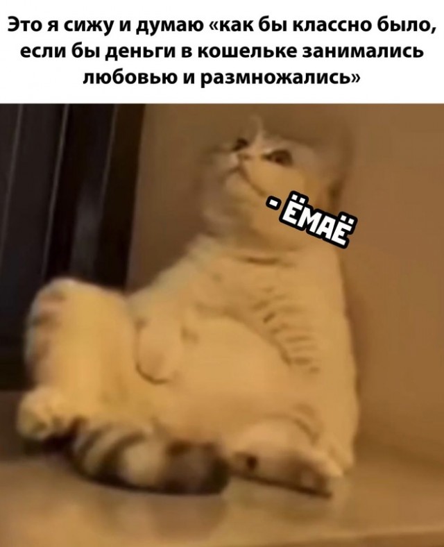 Весёлый полтишок 20.05.24