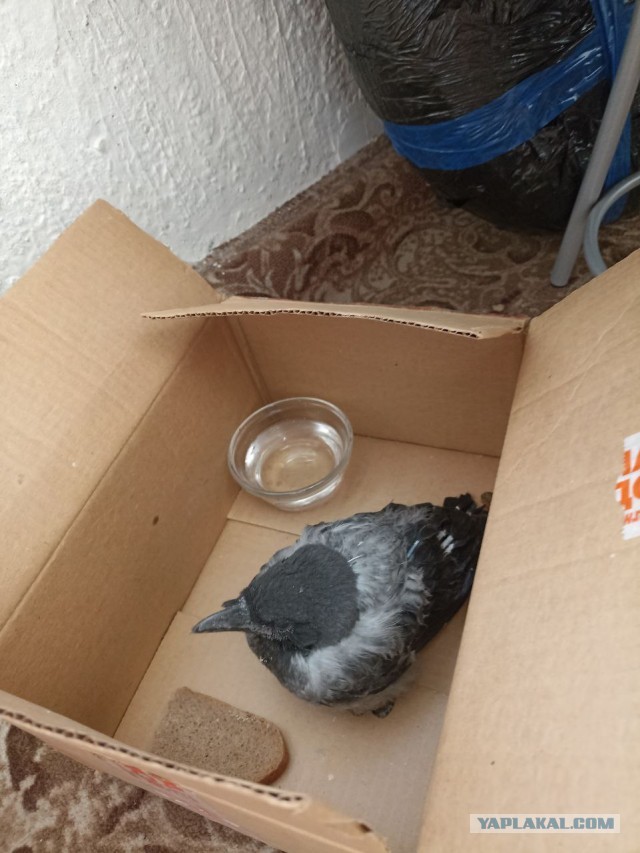 Не смог пройти мимо...