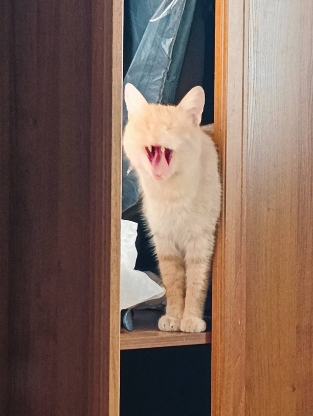 Во славу Котане