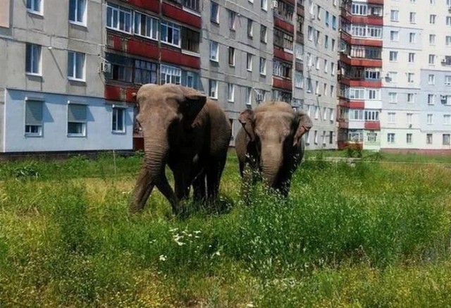 В цирке хотят запретить животных