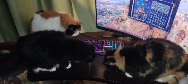 Кошачья подлянка