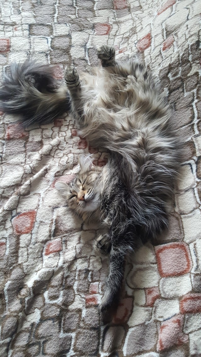 Спящий кот