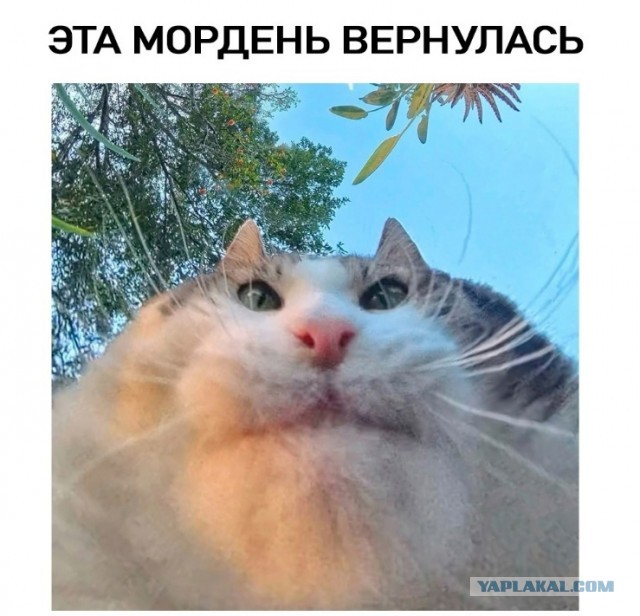 Идеальной аватарки не суще...