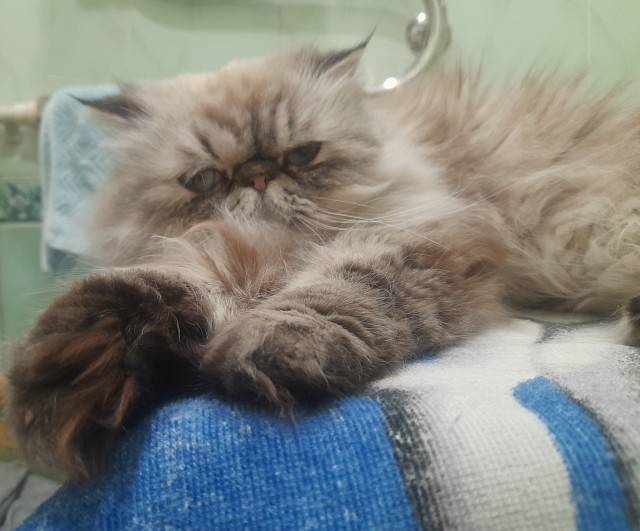 Котовторник