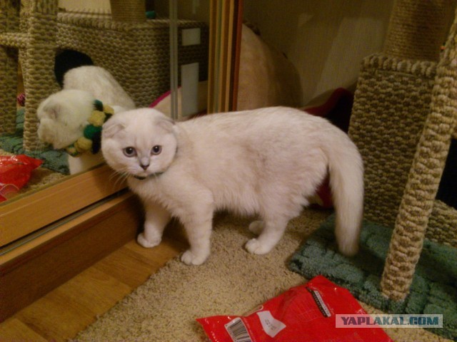 Домик для Тёмы