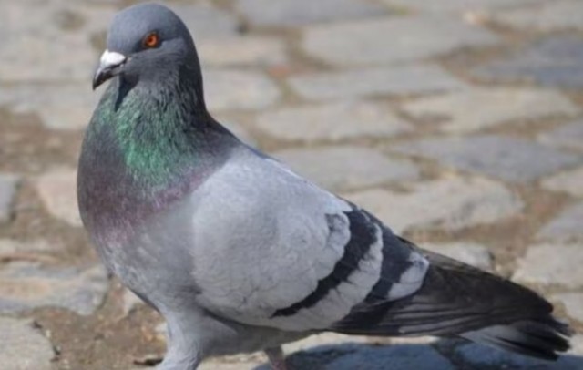 Голубь задержан в Индии