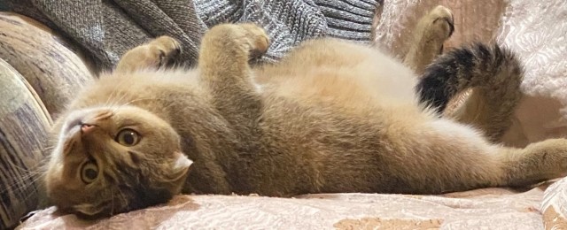 Котовторник. Где коты? Мой вот!